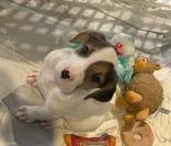 A young medium-sized female Hound dog named Winter for adoption in Cashiers, NC