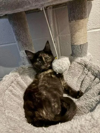 A baby small-sized female Domestic Medium Hair cat named Grilled Cheese Burrito for adoption in Paducah, KY