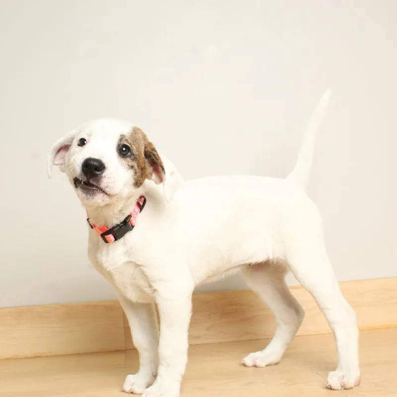 Whimsy D thumbnail 2