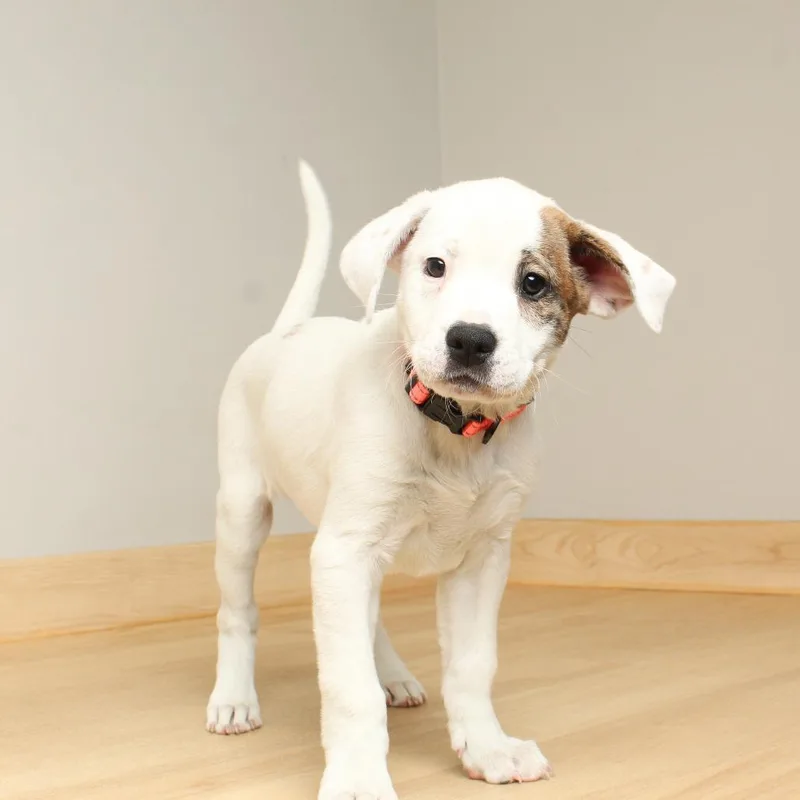 Whimsy D thumbnail 3