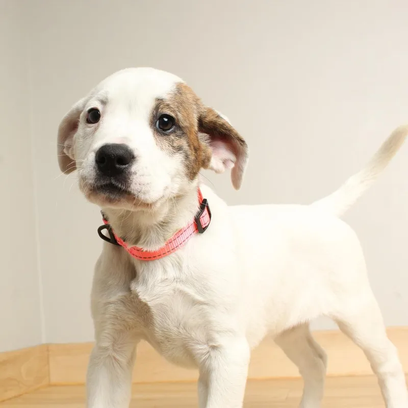 Whimsy D thumbnail 4