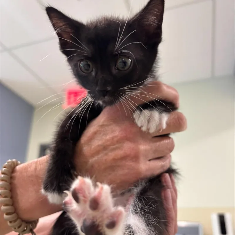 A baby small-sized male Black Domestic Short Hair cat named Adonis for adoption in Briarcliff Manor, NY