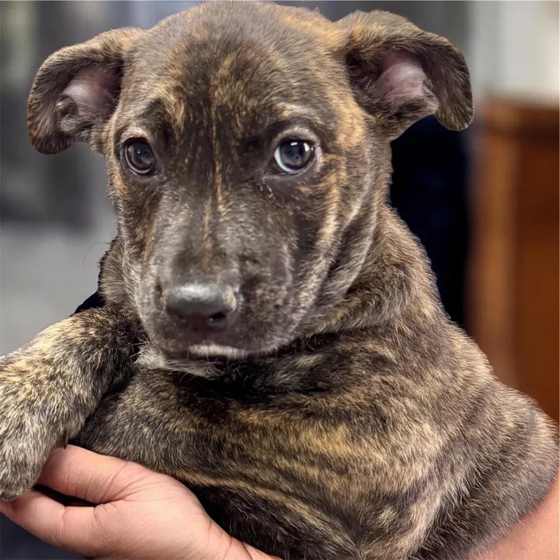 A baby large-sized male Cane Corso dog named Dr Peppercorso Mix Puppy! for adoption in Fort Myers, FL