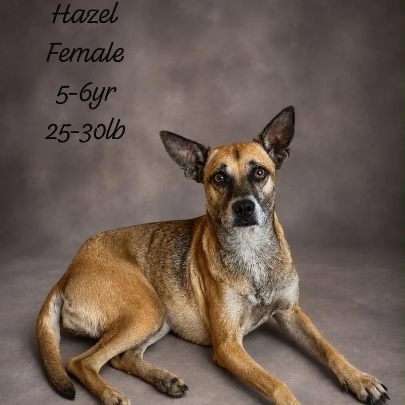 An adult medium-sized female Tricolor (Brown, Black, & White) Belgian Shepherd / Malinois dog named Hazel for adoption in New York, NY
