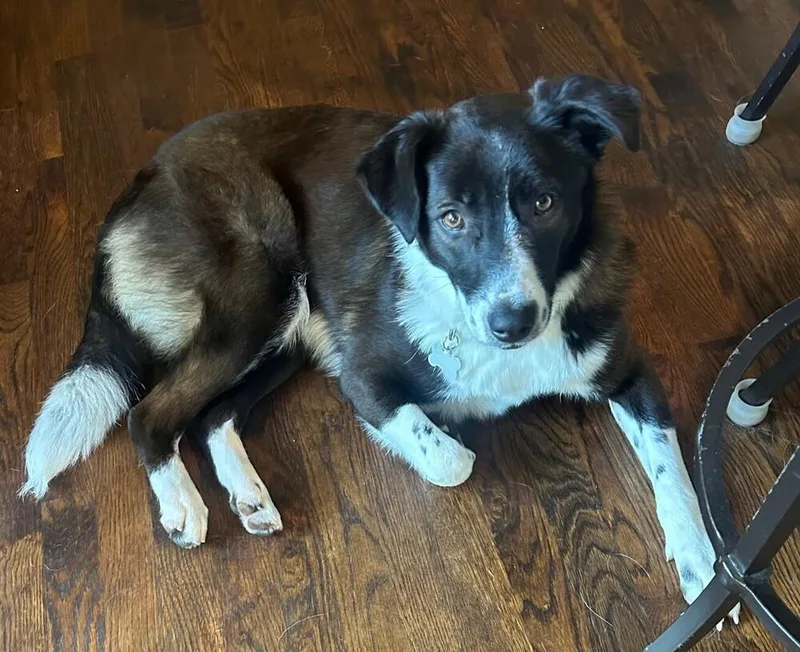 A young medium-sized female Black Border Collie dog named Poppy for adoption in Allen, TX