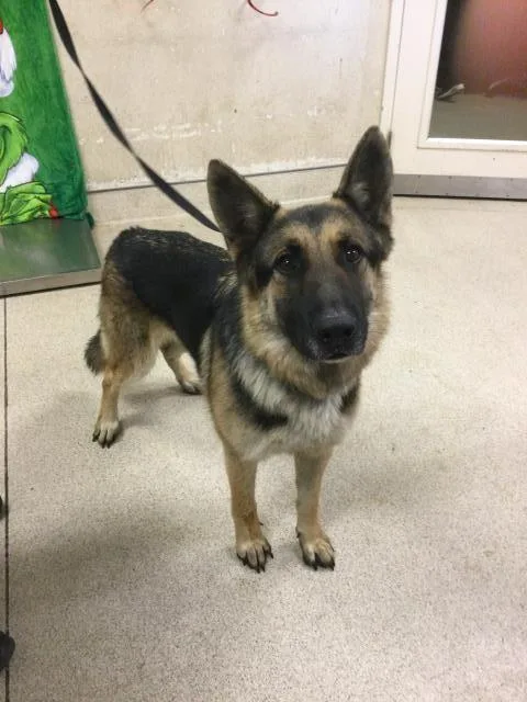 An adult large-sized male German Shepherd Dog dog named Migo for adoption in Riverside, CA