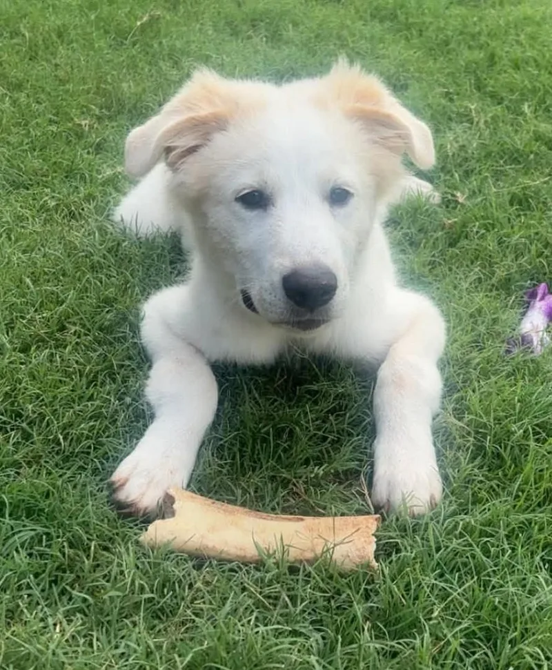 A baby large-sized male White / Cream Great Pyrenees dog named Duke for adoption in Kiowa, OK