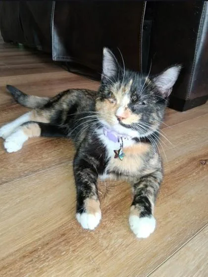 A baby medium-sized female Calico Domestic Short Hair cat named Cali for adoption in Warr Acres, OK