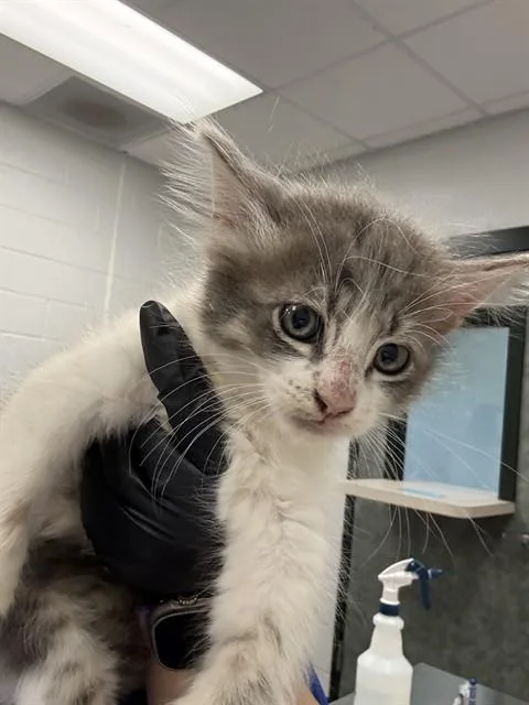 A baby small-sized male Domestic Short Hair cat named Lions Mane for adoption in Corpus Christi, TX