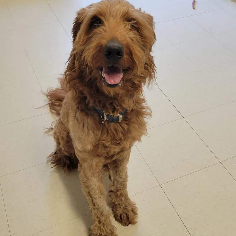 An adult large-sized male Golden Goldendoodle dog named Hippie for adoption in West Jefferson, OH