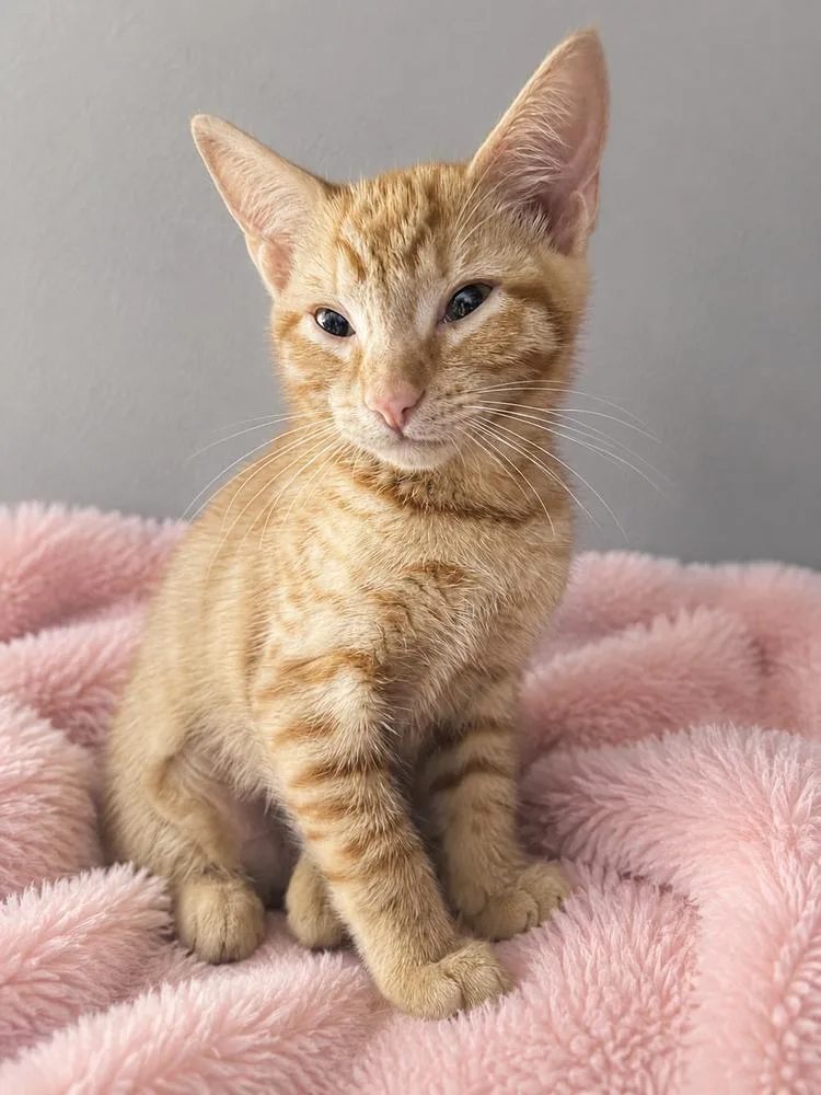 A baby small-sized female Orange & White Domestic Short Hair cat named Muppet for adoption in Carrollton, VA