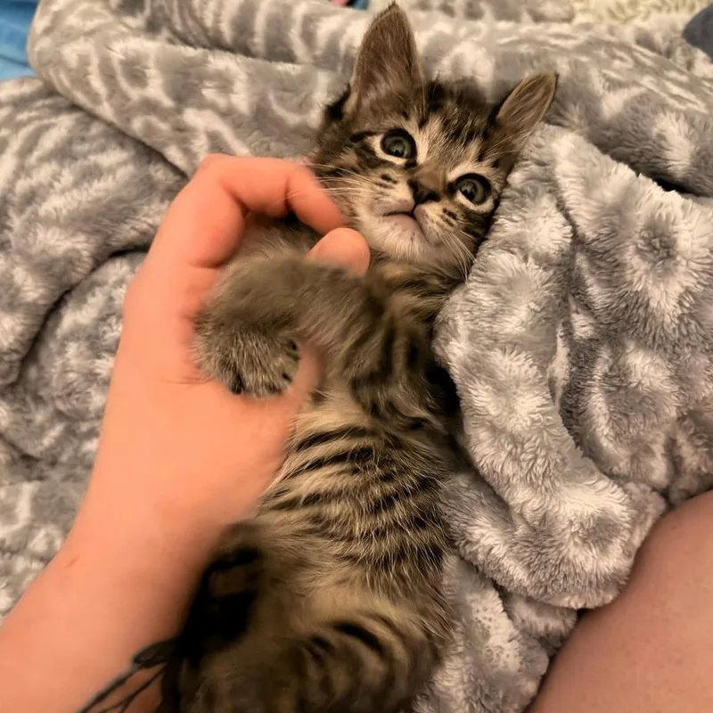 A baby small-sized female Gray / Blue / Silver Domestic Short Hair cat named Mole for adoption in Shawnee, KS