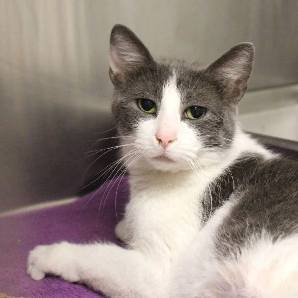 An adult medium-sized female Domestic Short Hair cat named Mia for adoption in Des Moines, IA