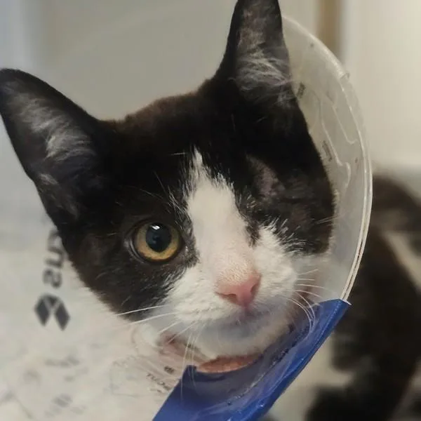 A baby small-sized female Domestic Medium Hair cat named Cyborg for adoption in Oakland, CA