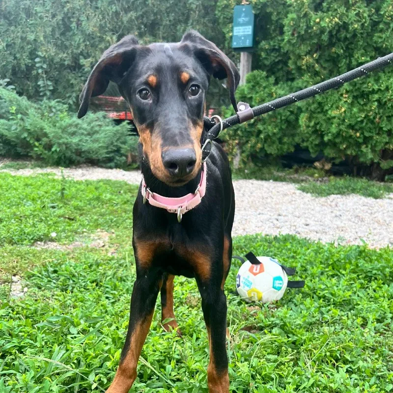 A baby medium-sized female Black Doberman Pinscher dog named Buttercup for adoption in Deerfield, IL