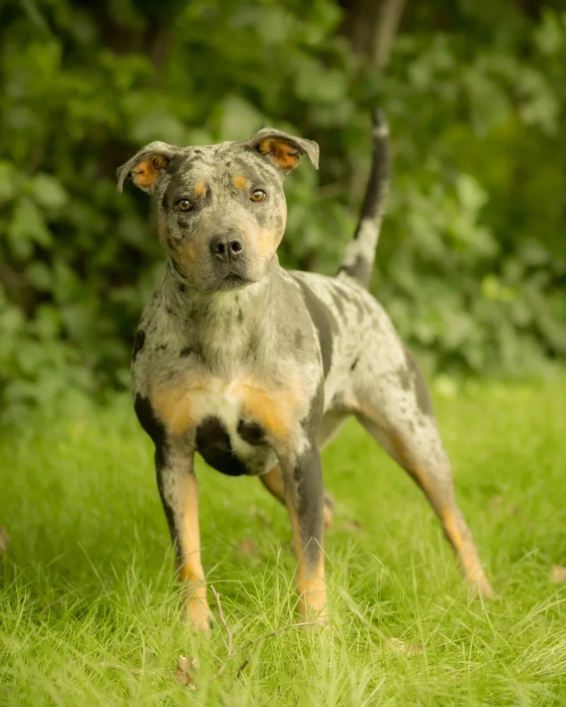 A young medium-sized female Catahoula Leopard Dog dog named Boom Chicka Pop for adoption in Bridgeport, CT