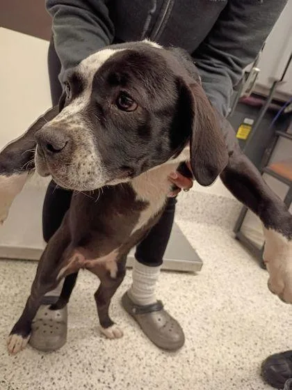A baby small-sized female Mixed Breed dog named Emely for adoption in Atlanta, GA