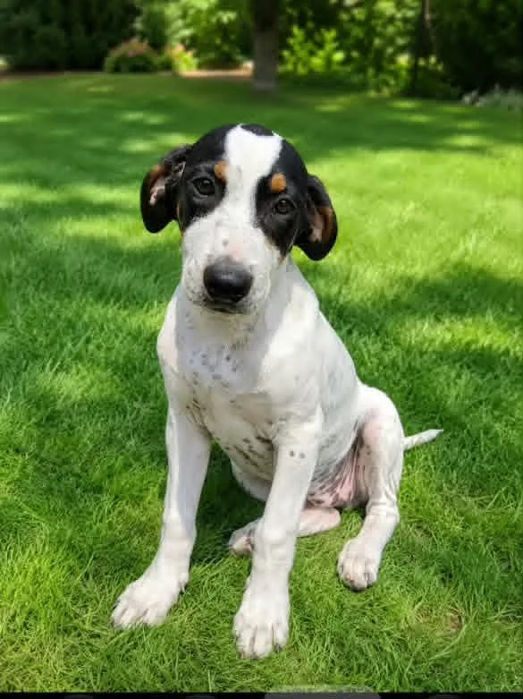 A baby large-sized female Greater Swiss Mountain Dog dog named Winnie for adoption in Groton, CT