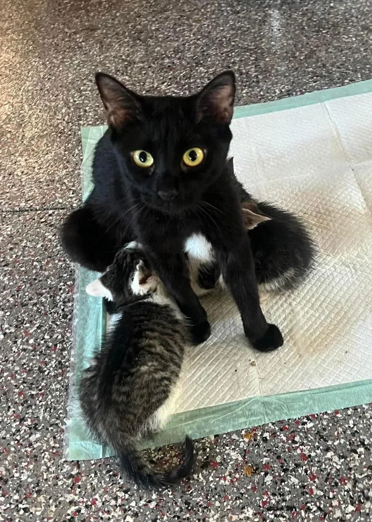 Momma Jinx's Amd  thumbnail 2