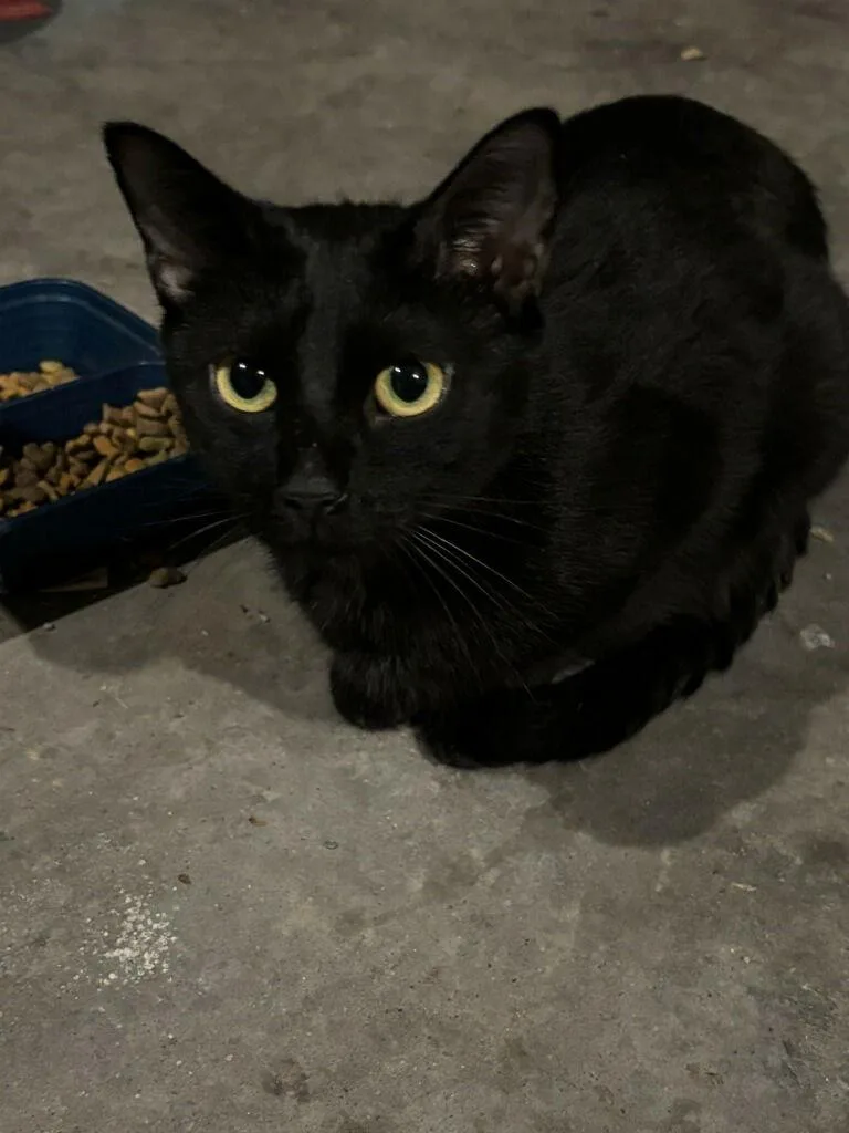 Momma Jinx's Amd  thumbnail 3