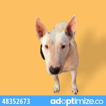 An adult medium-sized female White / Cream Bull Terrier dog named Samantha for adoption in El Paso, TX