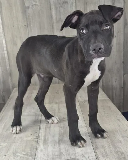 An adult small-sized female Terrier dog named Sahara for adoption in Shreveport, LA