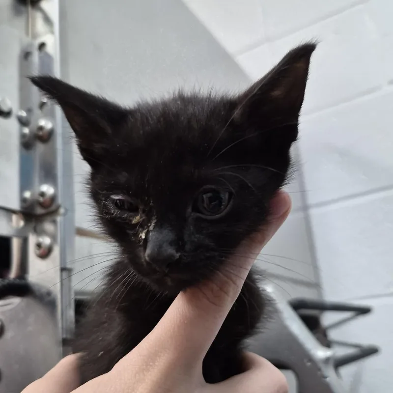 A baby small-sized male Black Domestic Short Hair cat named Dunn for adoption in Ardmore, OK