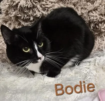 A senior medium-sized male Domestic Short Hair cat named Bodie for adoption in Conway, SC