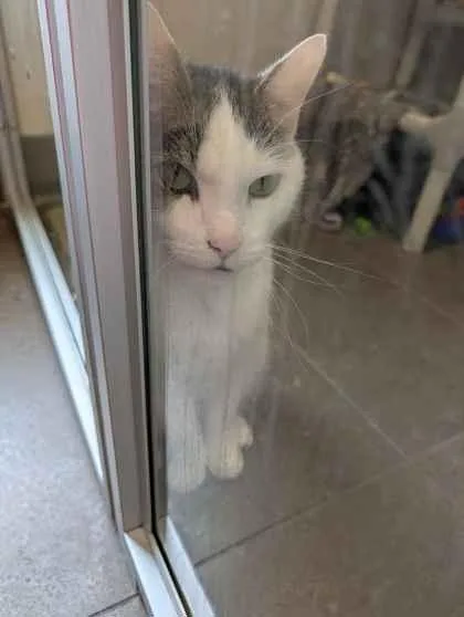 A senior small-sized male Domestic Short Hair cat named Rolph for adoption in Bellevue, WA