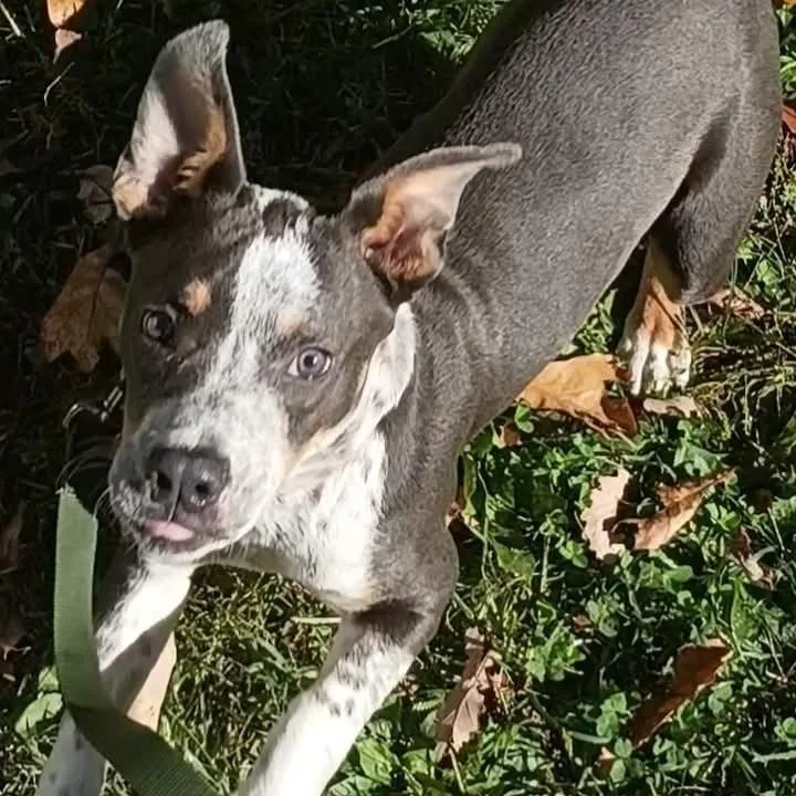 A young medium-sized female Pit Bull Terrier dog named Muffin for adoption in Voorhees, NJ