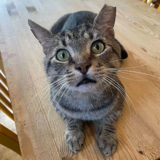 An adult medium-sized male Domestic Short Hair cat named Techno Mechanicus for adoption in St. Louis, MO