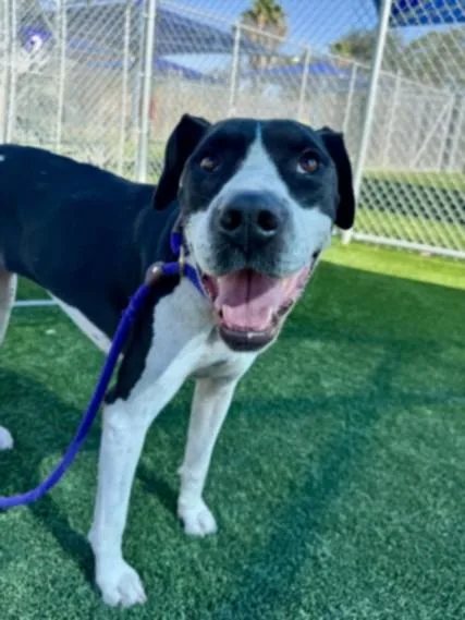 An adult large-sized female Pit Bull Terrier dog named Sophie for adoption in Los Angeles, CA