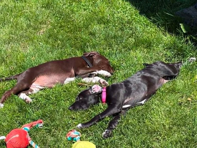 A baby small-sized female Tricolor (Brown, Black, & White) Mixed Breed dog named Gelato for adoption in Amherst, NY