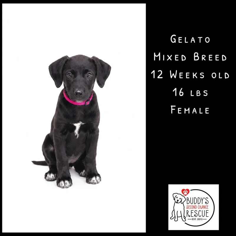 Gelato thumbnail 4