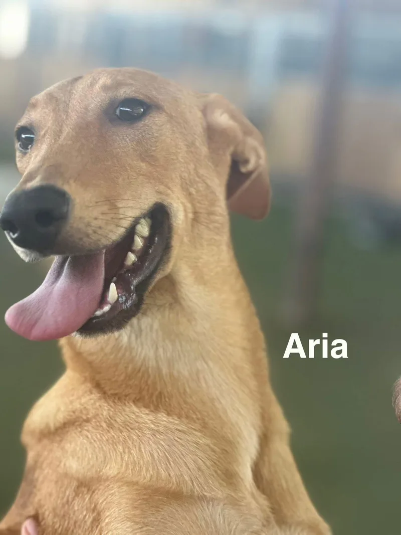 An adult large-sized female German Shepherd Dog dog named Aria for adoption in Pipe Creek, TX