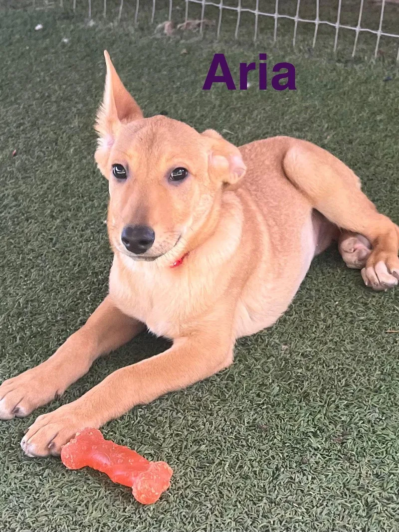 Aria thumbnail 2