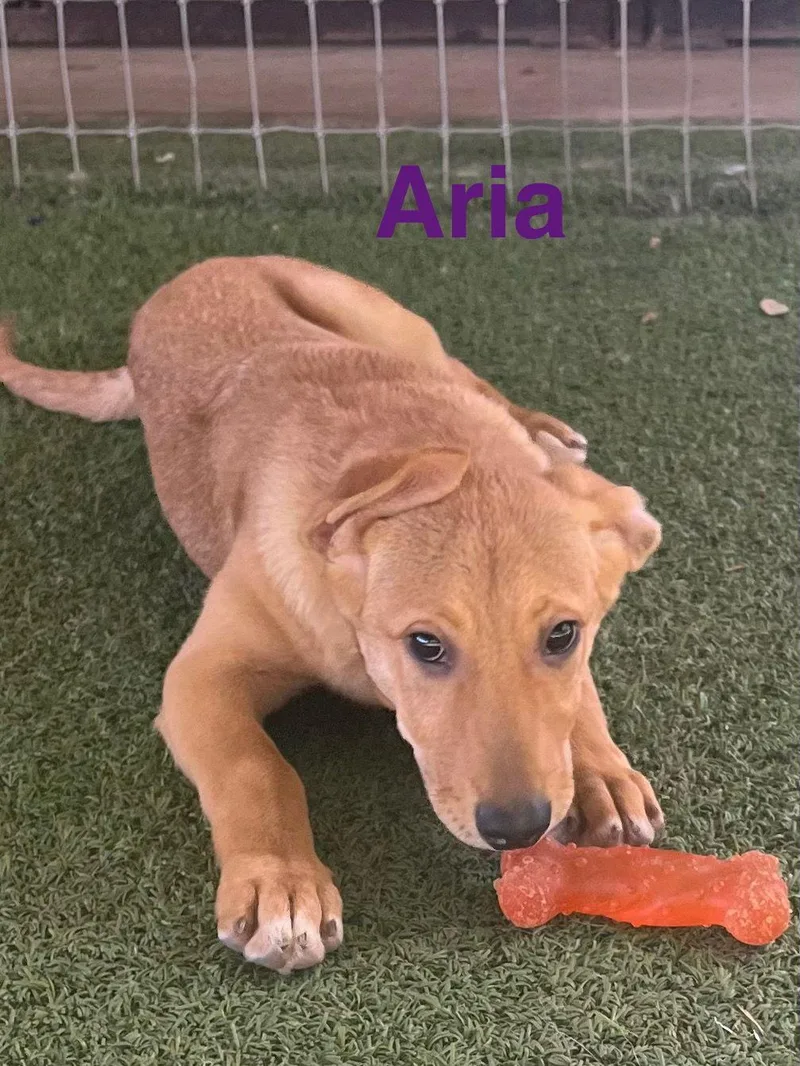 Aria thumbnail 3