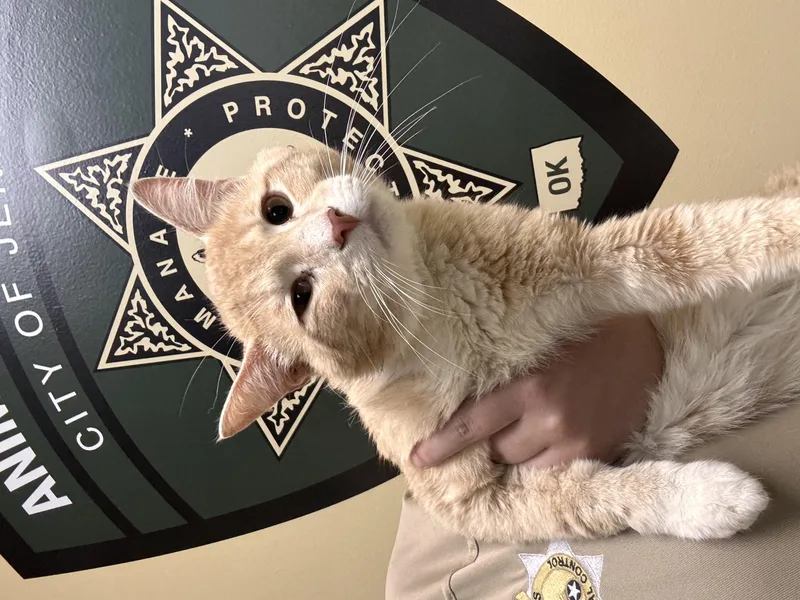 An adult medium-sized male Cream / Ivory Domestic Short Hair cat named Tillie for adoption in Jenks, OK