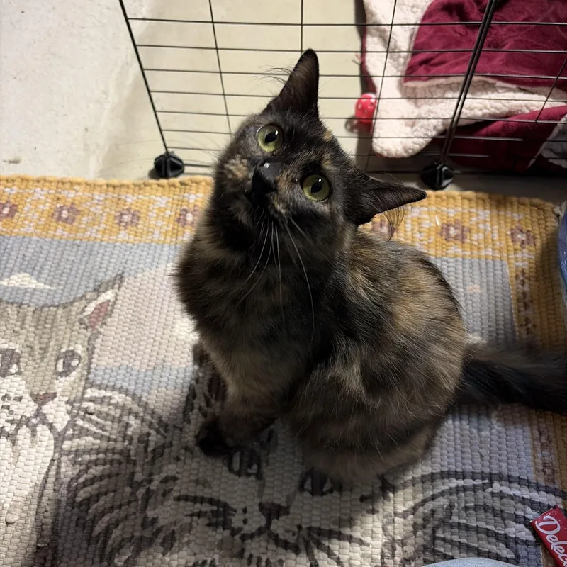 A young medium-sized female Tortoiseshell cat named Cookie for adoption in Thomaston, CT