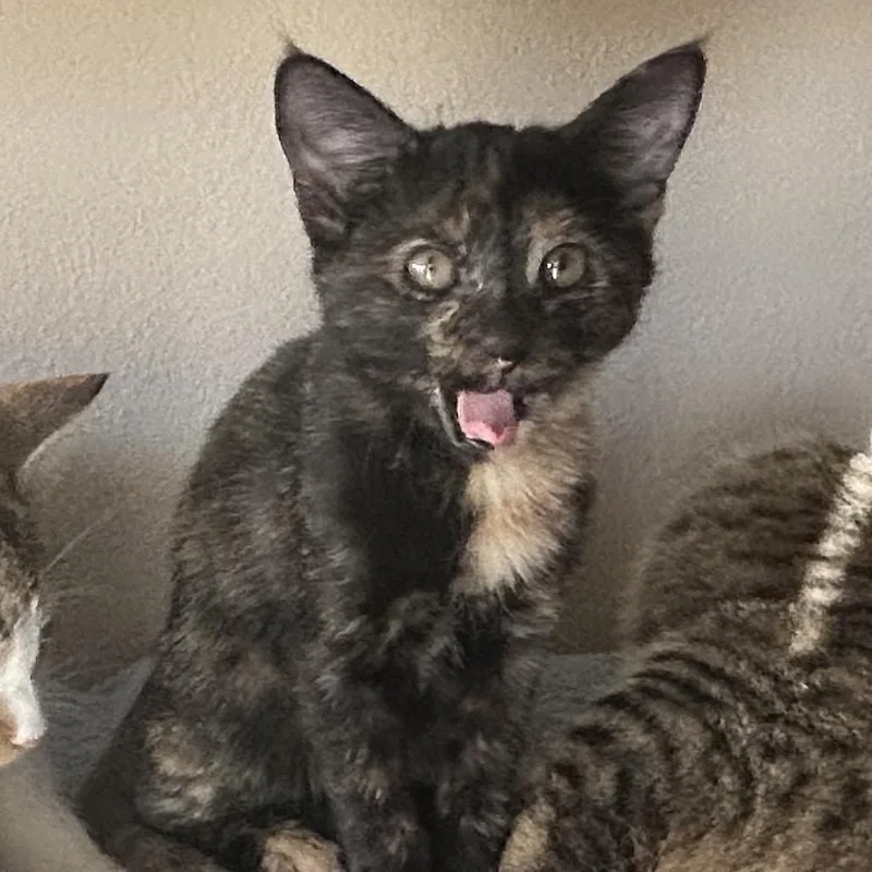 A young medium-sized female Tortoiseshell Domestic Short Hair cat named Koko for adoption in Midland, TX