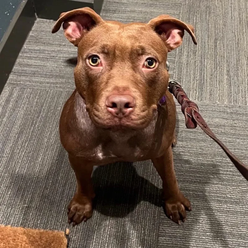 An adult medium-sized female Brown / Chocolate Pit Bull Terrier dog named Clover for adoption in Los Angeles, CA