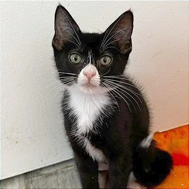 A baby small-sized female Black Domestic Short Hair cat named Jenga for adoption in Pleasant Hill, CA