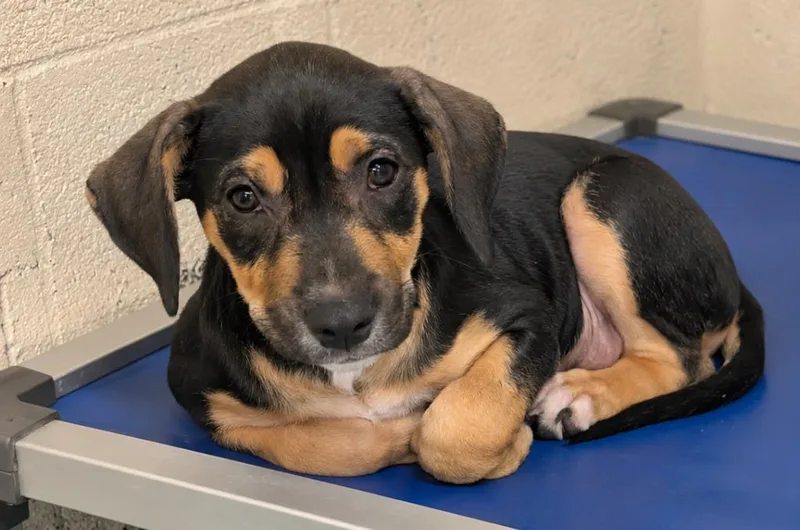 A baby medium-sized female Labrador Retriever dog named Stella for adoption in Seven Points, TX