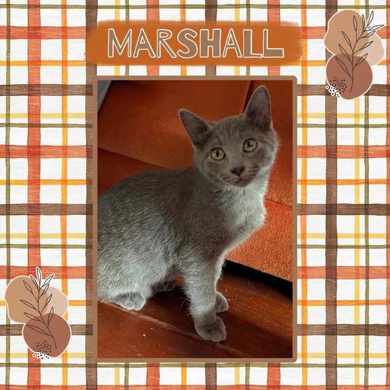 Marshall