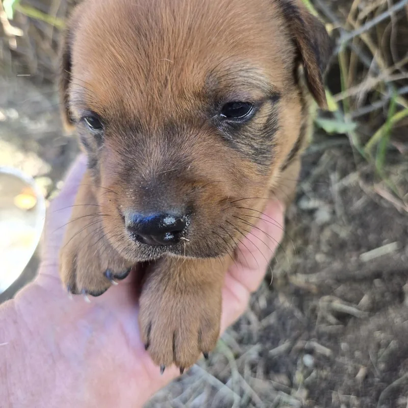 A baby medium-sized male Brown / Chocolate Mixed Breed dog named Taino for adoption in Frederiksted, VI