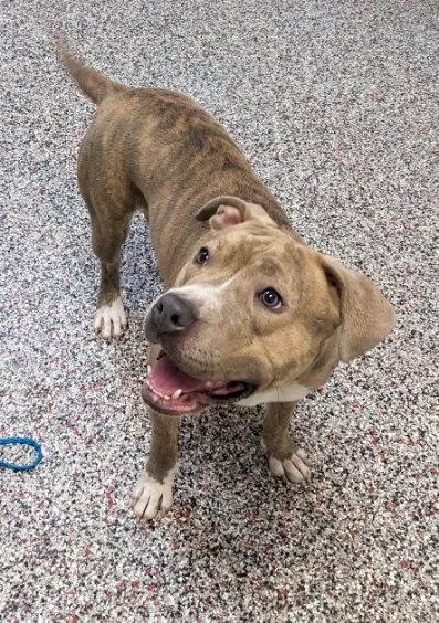 A young medium-sized female Brindle Pit Bull Terrier dog named Bonnie for adoption in Tiffin, OH