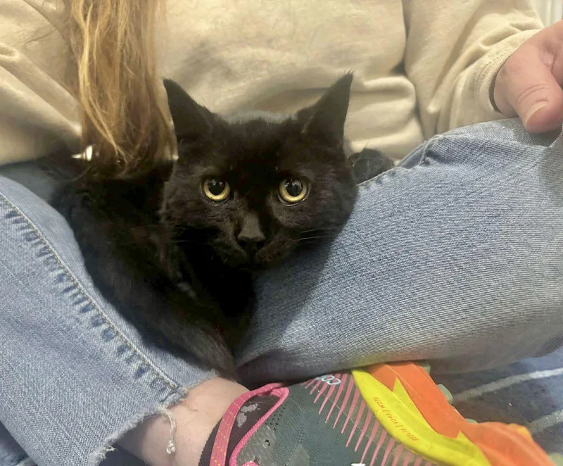 Veronica thumbnail 2