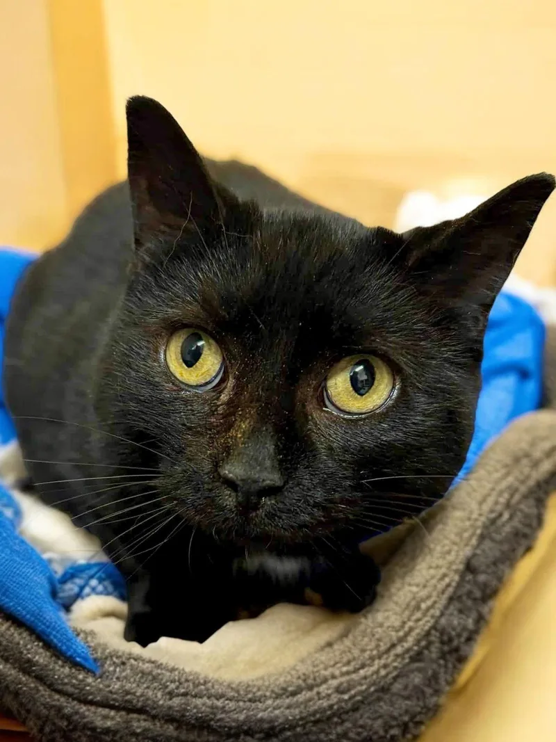 Veronica thumbnail 3