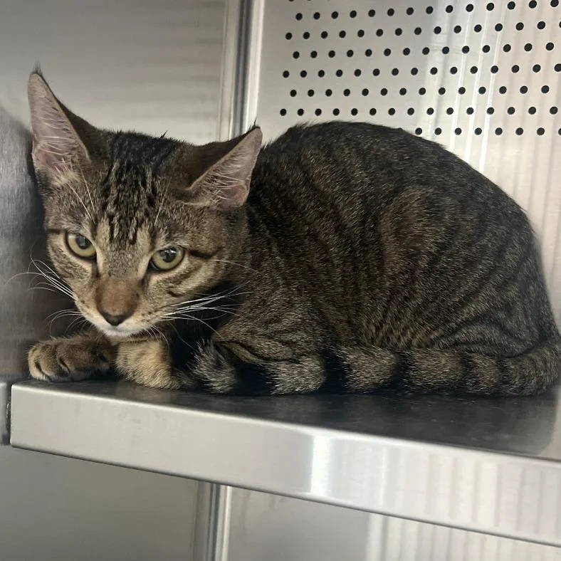 A young medium-sized male Brown / Chocolate Domestic Short Hair cat named Milo for adoption in Sarasota, FL