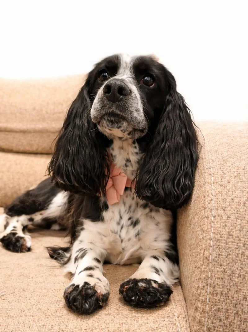 A young small-sized female Harlequin Cocker Spaniel dog named Lola for adoption in Manvel, TX